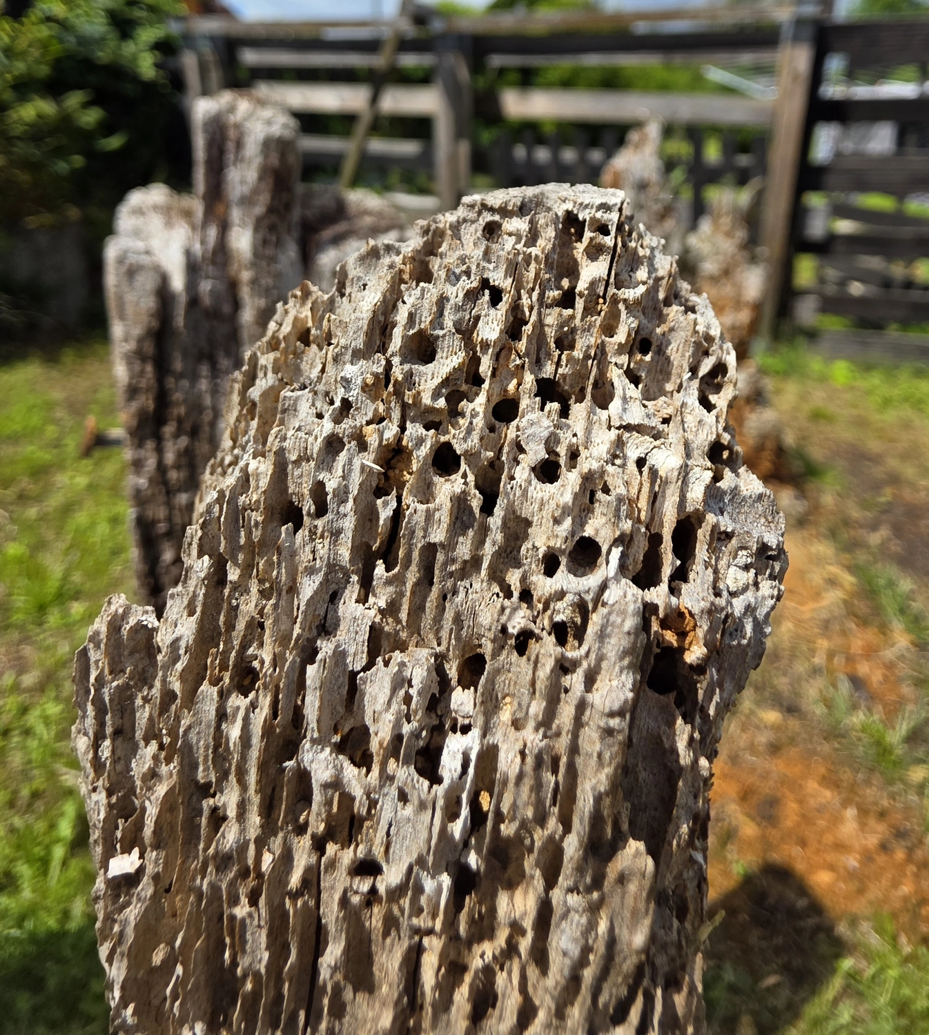 GedankenGuss - Holzskulpturen und abstrakten Kunstwerken - Holzskulptur
